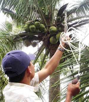 Tra Vinh’s wax coconut enters Australian market